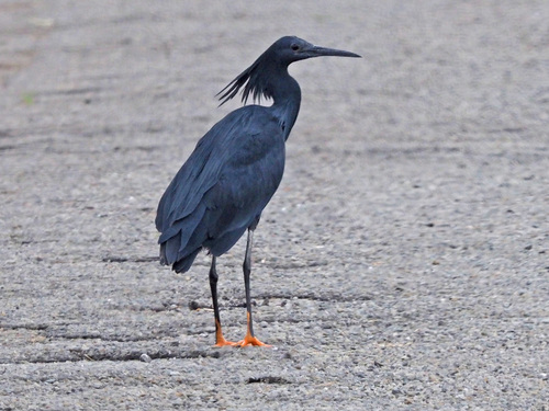 Black Heron
