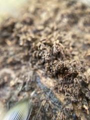 Platyninae