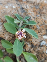 Phyla nodiflora
