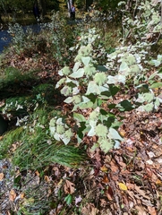 Pycnanthemum muticum