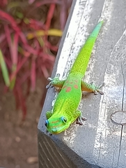 Phelsuma