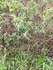 Hydrangea aspera