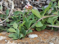 Phyla nodiflora