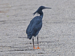 Egretta ardesiaca