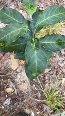 Laurus nobilis