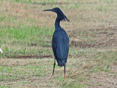 Egretta ardesiaca