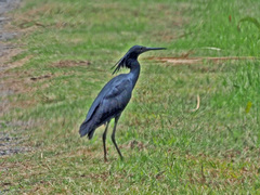 Egretta ardesiaca