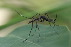 Toxorhynchites splendens