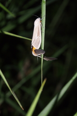 Creatonotos transiens vacillans