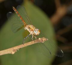 Trithemis werneri