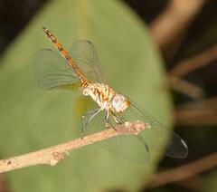 Trithemis werneri