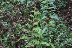 Woodwardia unigemmata