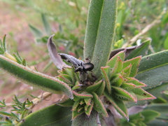 Lobostemon glaucophyllus