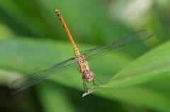 Trithemis werneri