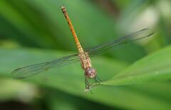 Trithemis werneri