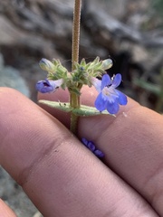 Penstemon humilis obtusifolius