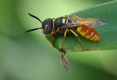 Philanthus triangulum diadema