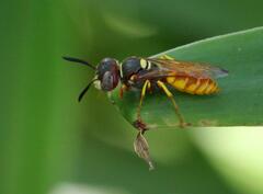 Philanthus triangulum diadema