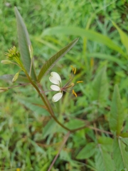 Cleome serrata