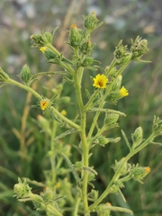 Dittrichia graveolens