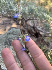 Penstemon humilis obtusifolius