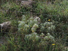 Marrubium incanum