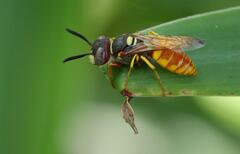 Philanthus triangulum diadema