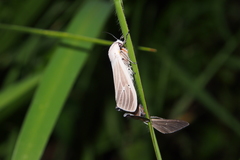 Creatonotos transiens vacillans