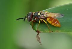 Philanthus triangulum diadema