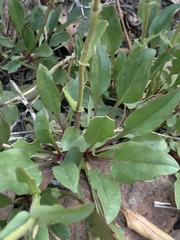 Penstemon humilis obtusifolius