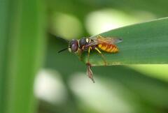 Philanthus triangulum diadema