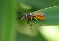 Philanthus triangulum diadema