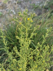 Dittrichia graveolens