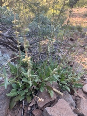 Penstemon humilis obtusifolius