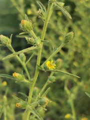 Dittrichia graveolens