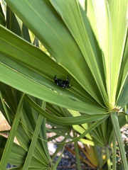 Phidippus regius
