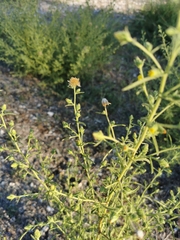 Dittrichia graveolens