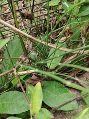 Equisetum ramosissimum
