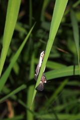 Creatonotos transiens vacillans