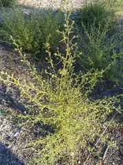 Dittrichia graveolens