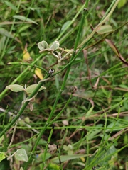 Equisetum ramosissimum