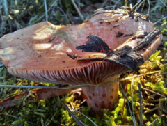 Lactarius sanguifluus