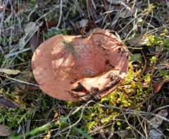 Lactarius sanguifluus