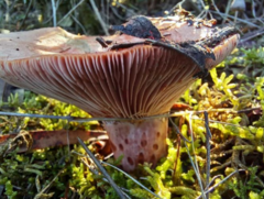 Lactarius sanguifluus