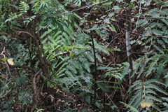 Woodwardia unigemmata