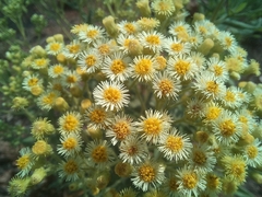 Microglossa pyrrhopappa