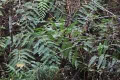 Woodwardia unigemmata