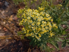 Microglossa pyrrhopappa