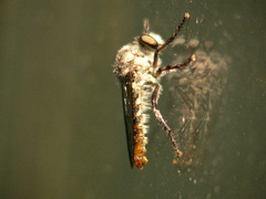 Heteropogon macerinus