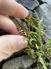 Asplenium trichomanes quadrivalens